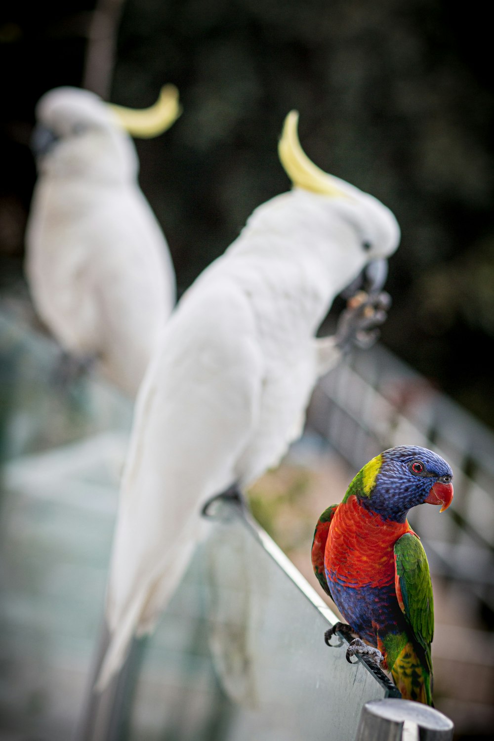 fotografia de dois pássaros brancos e amarelos