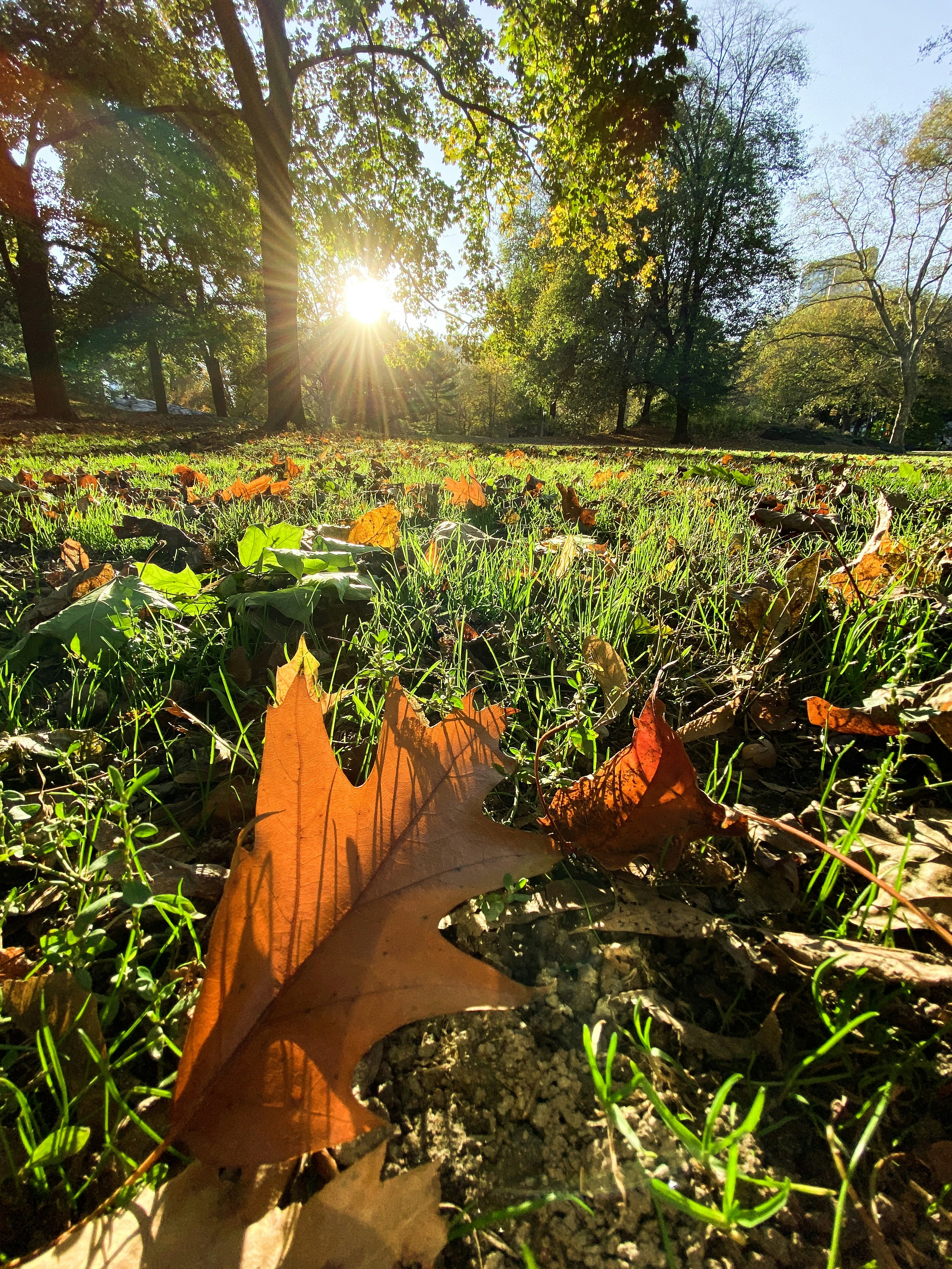 Champ d’herbe verte pendant la journée