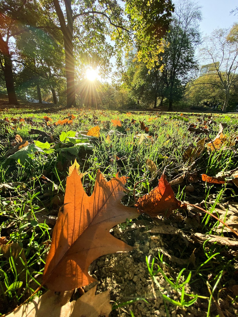 green grass field during daytime