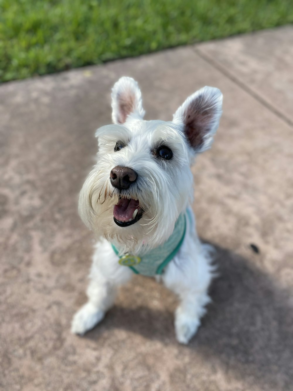 adult white schnauzer