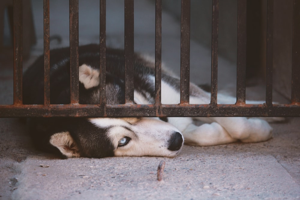 Siberian Husky lying near gate