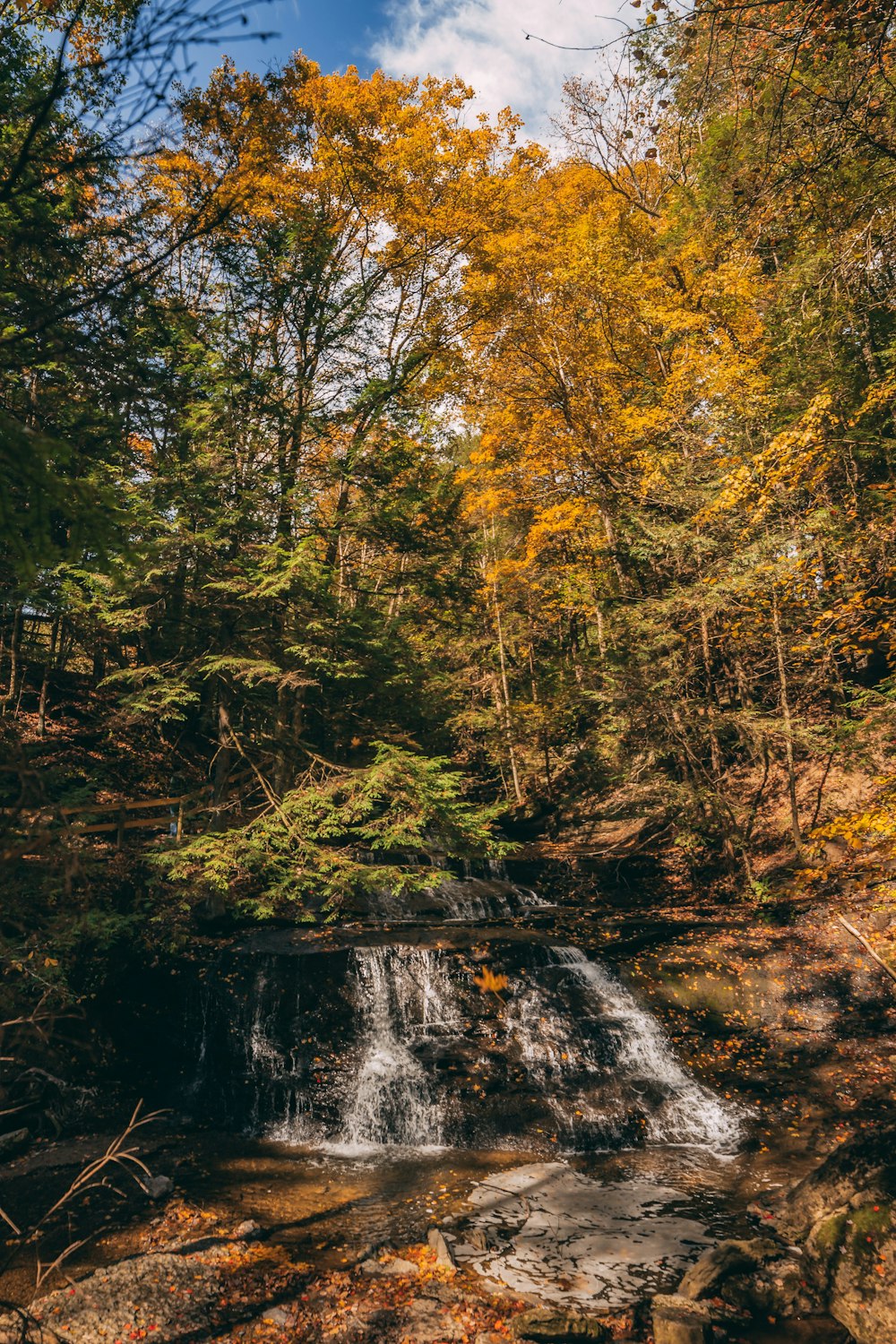 trees near waterfalls