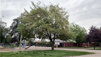 A park scene featuring a large tree with lush green foliage in the center. Surrounding the tree are various play structures, including slides and seesaws, nestled among pathways and green grass. The background shows other trees and a red brick wall, enhancing the peaceful suburban park setting.