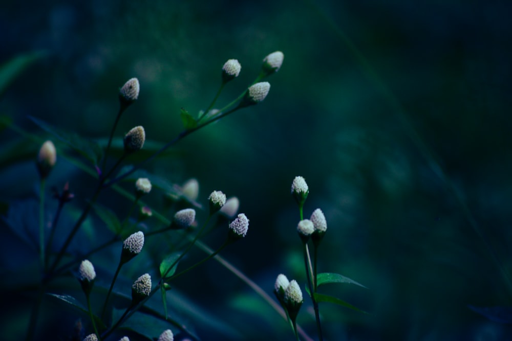 a close up of a bunch of white flowers