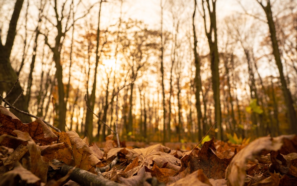 trees during golden hour