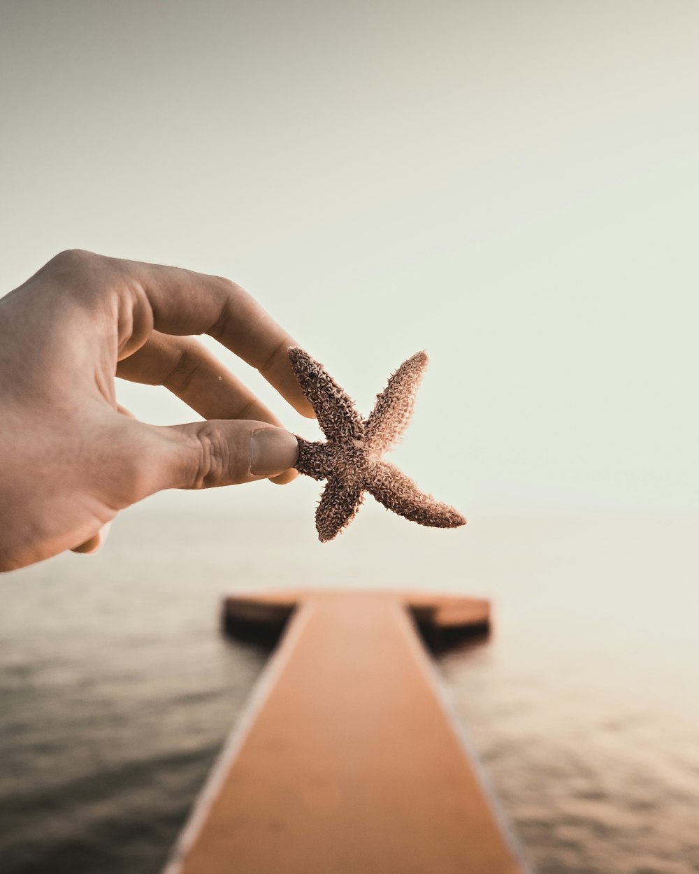 person holding brown star fish