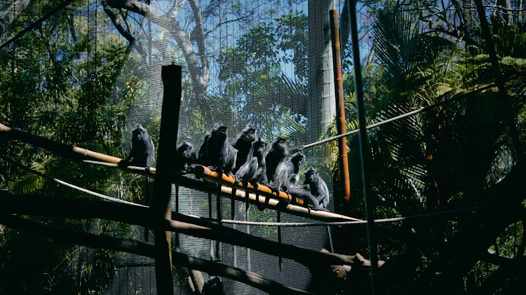 monkeys sitting on bridge