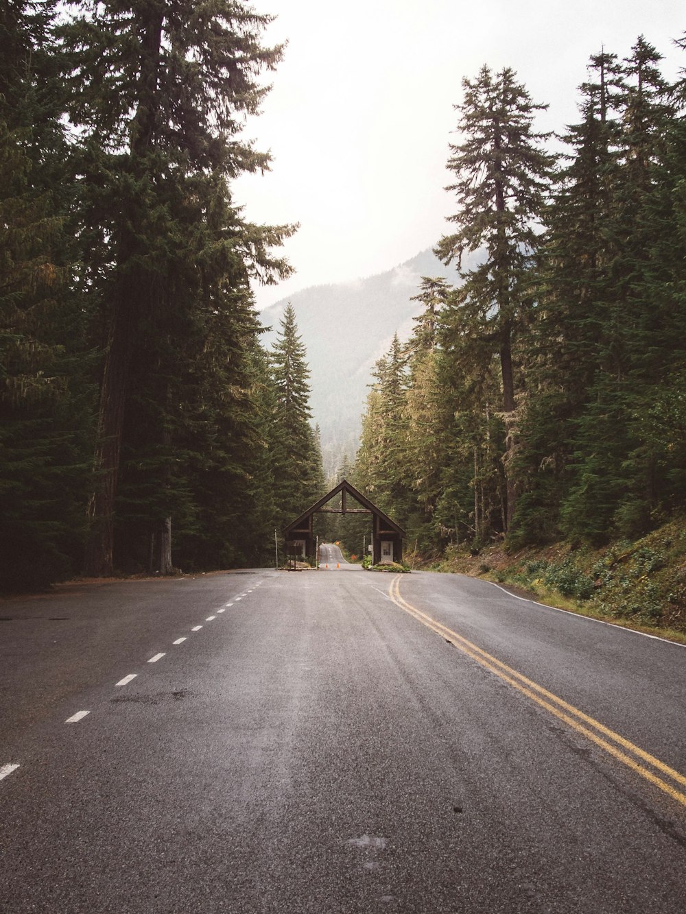 empty road between green trees during daytime