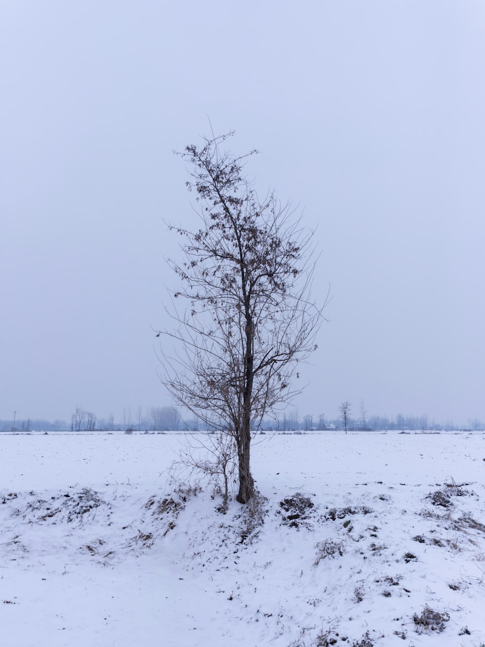 bare tree during daytime