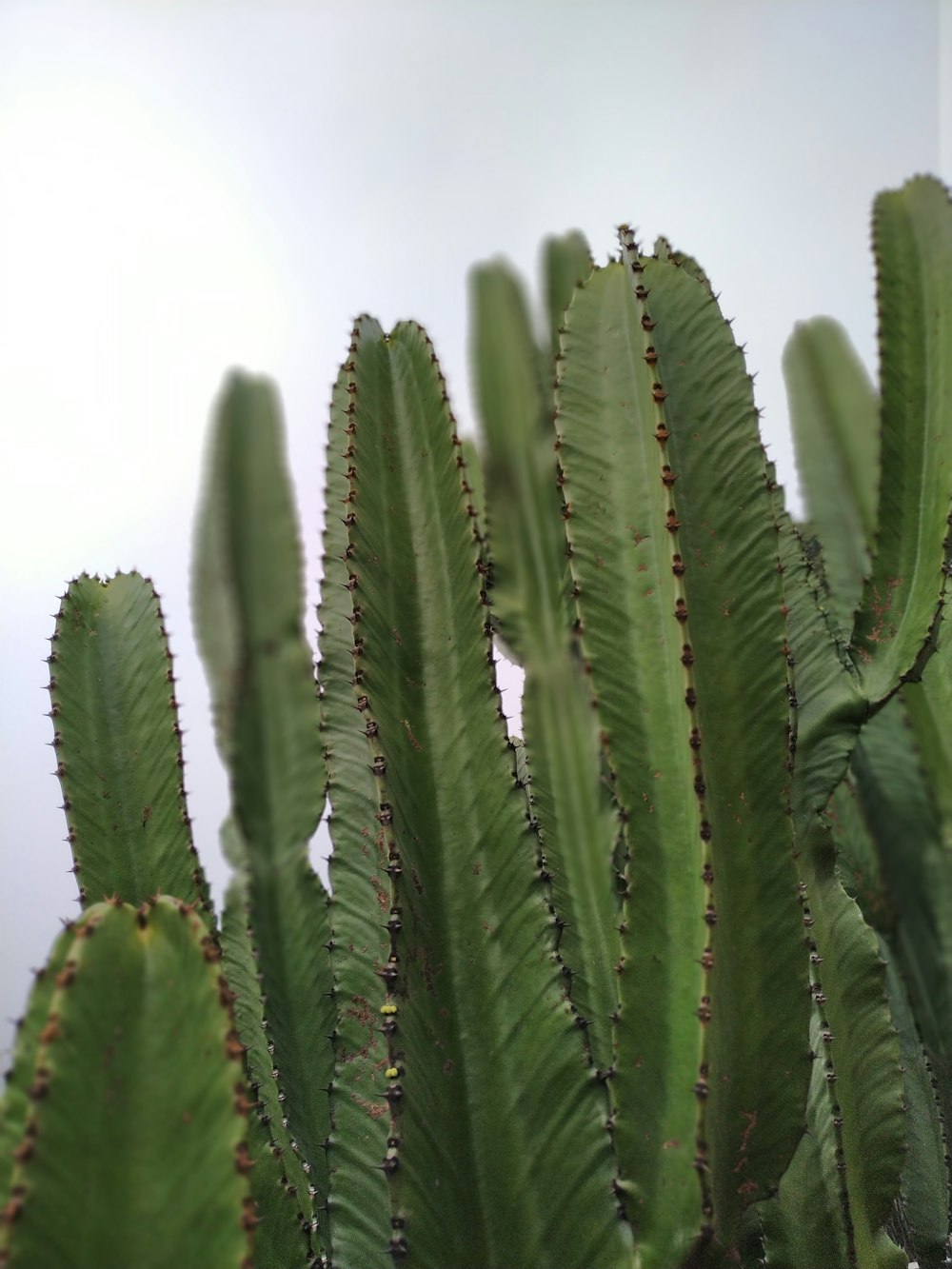 green cactus