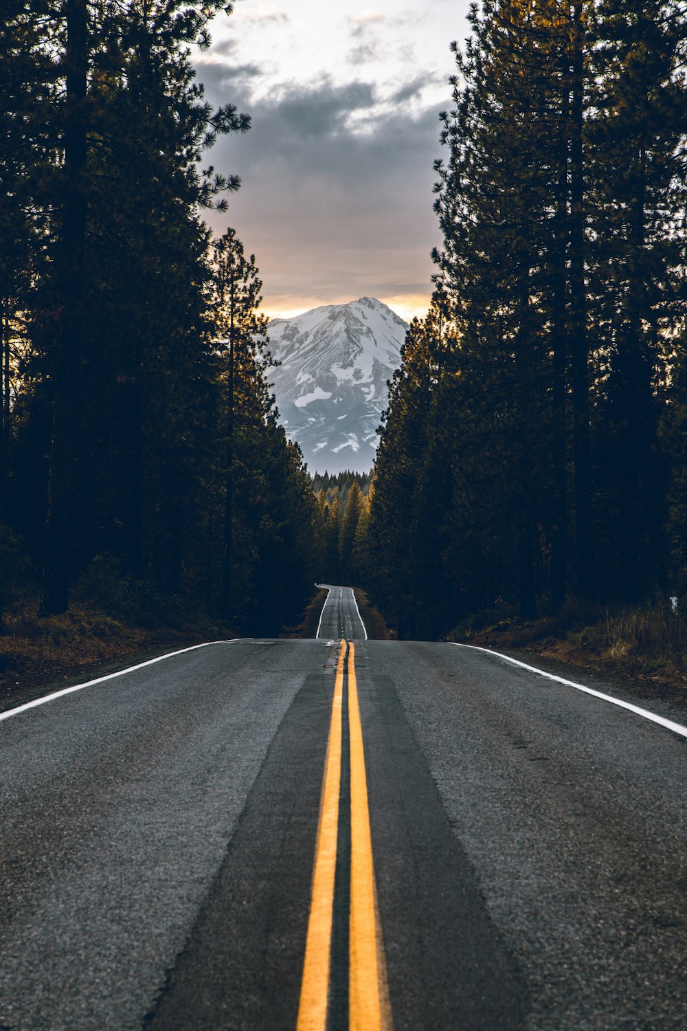 road near forest