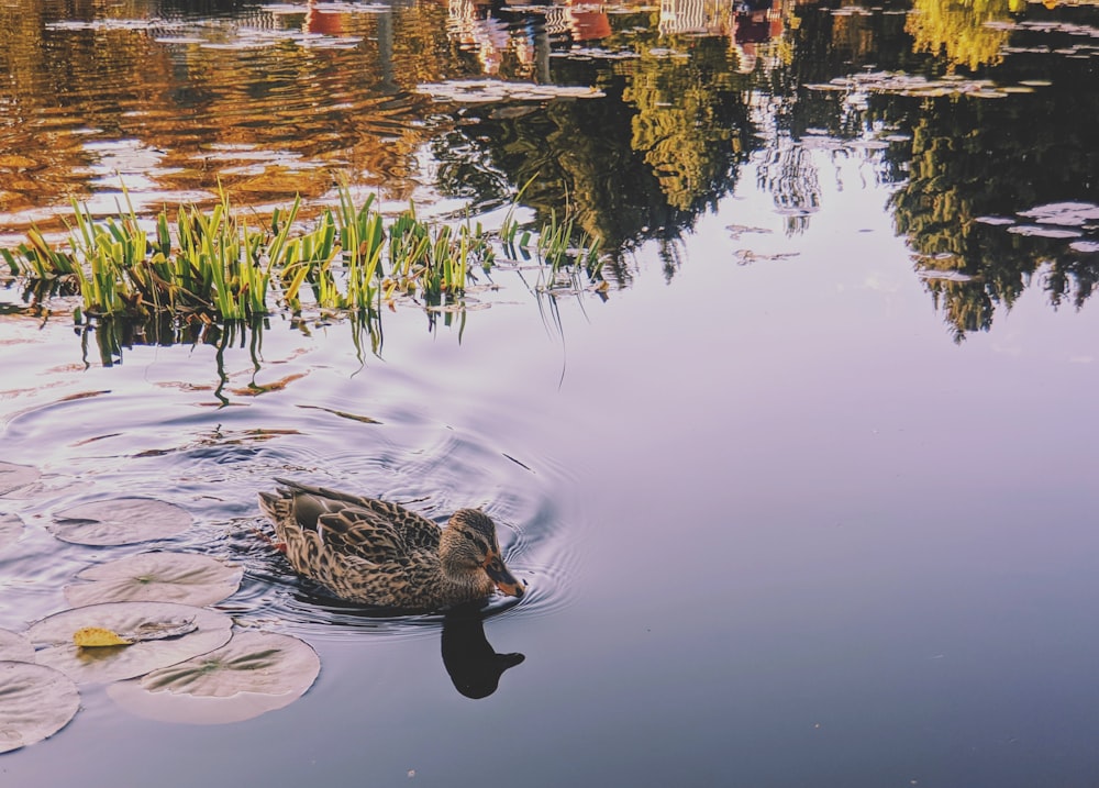 duck swimming in water