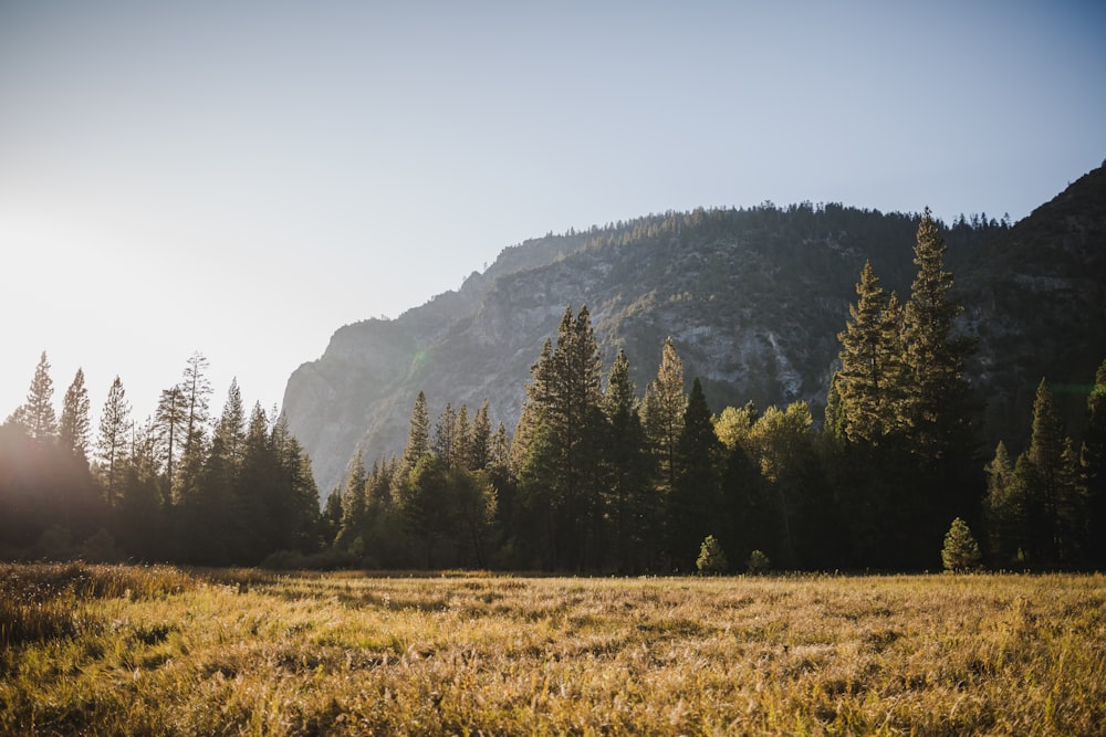 green trees near mountain during daytime