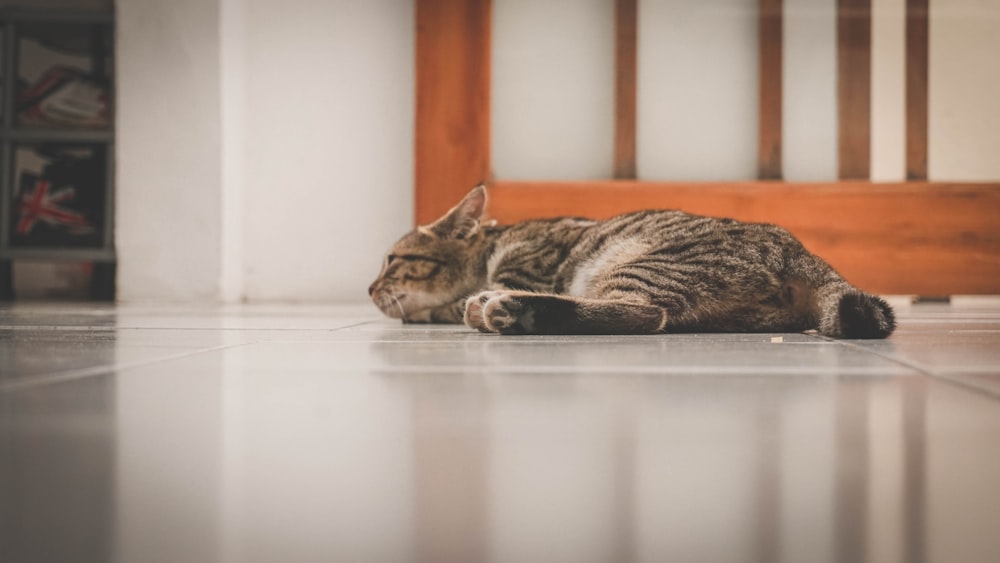 brown tabby cat near the brown wooden board