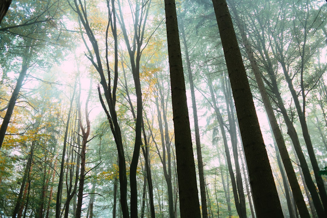 light through tall trees