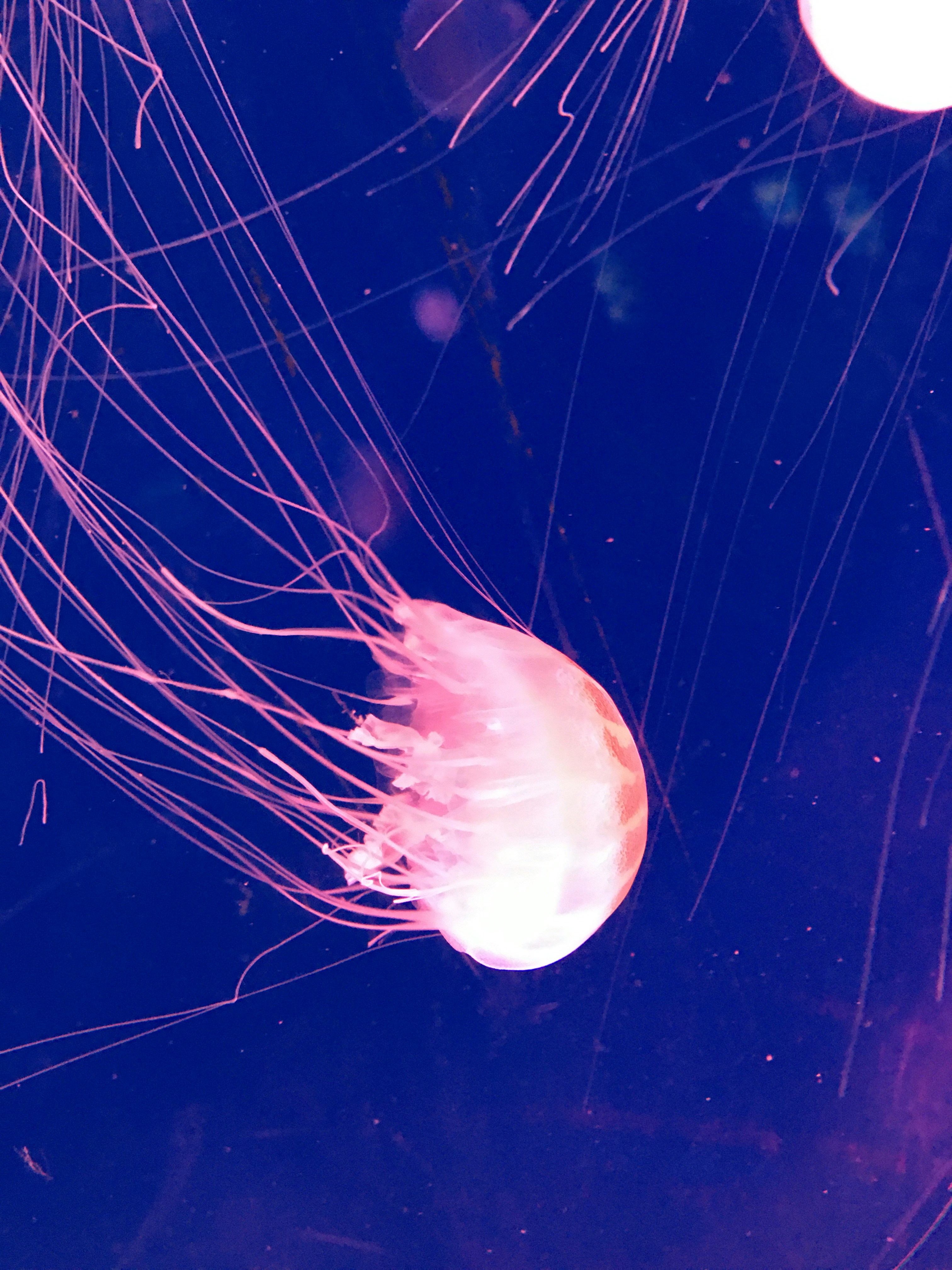 Photo by abnernorahc