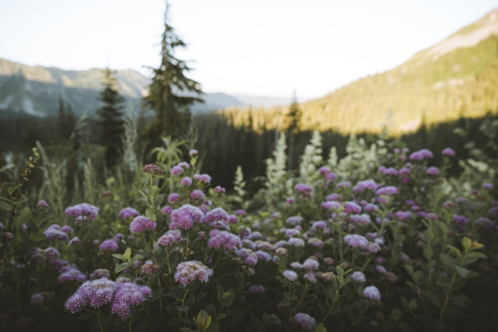 pink flowers with green leaves