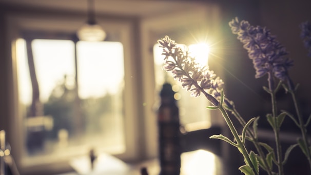 Sunlight filtering through a window onto a small potted lavender plant.