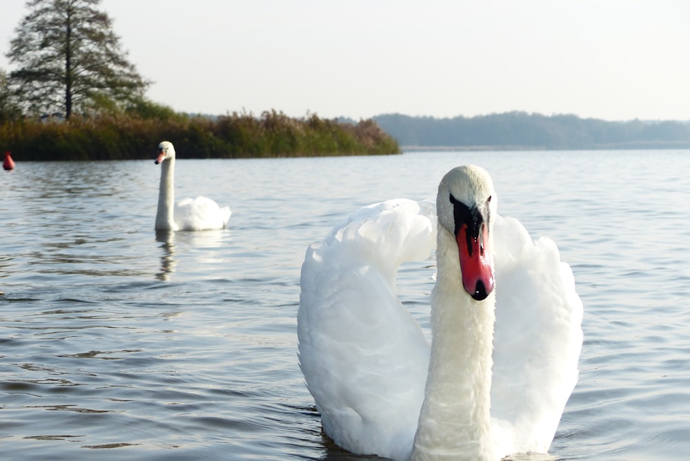 two mute swan on water