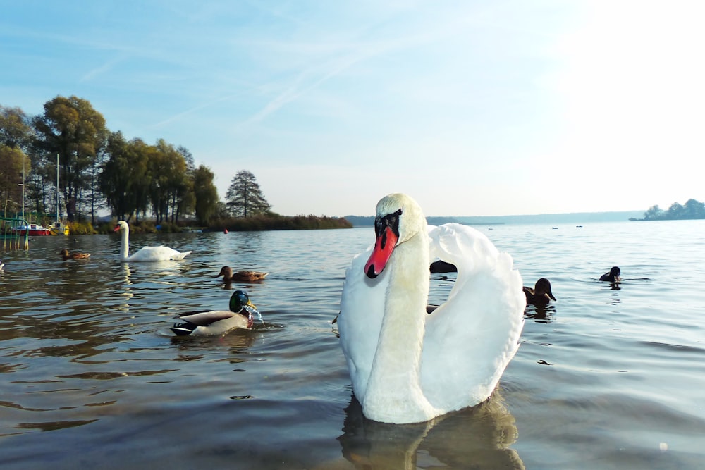 mute swan and wood ducks on water at daytime