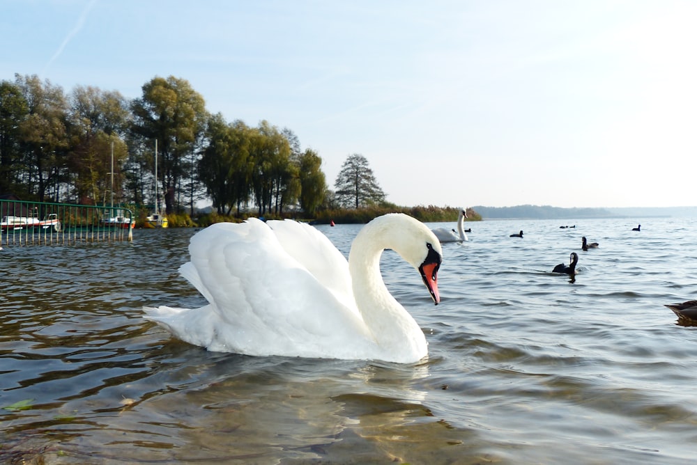 mute swan on water