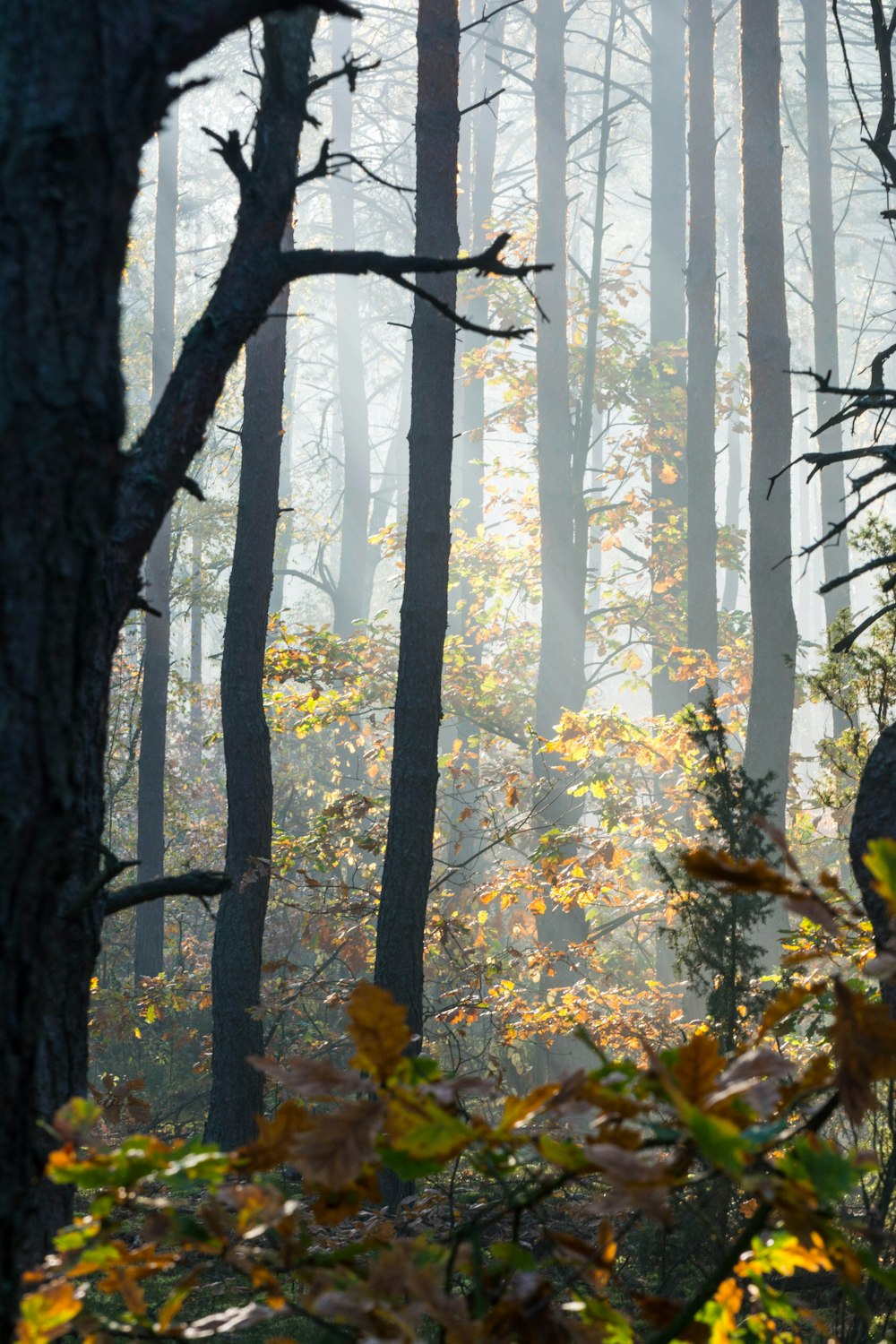 forest with fog