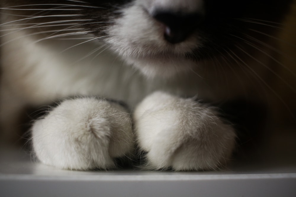 흰색과 검은색 고양이의 선택적 초점 사진