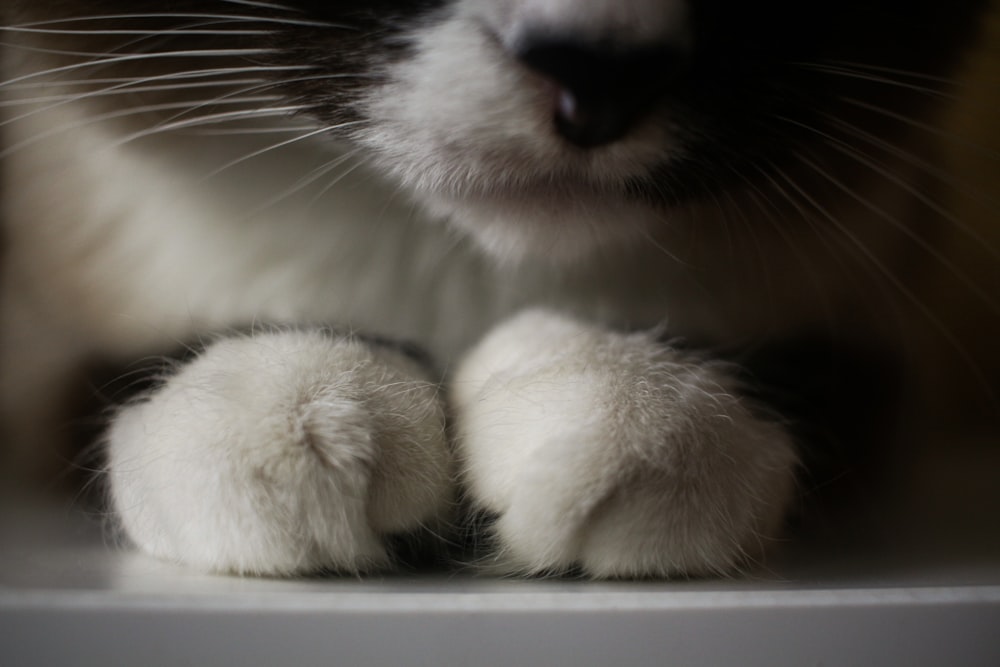 Selektives Fokusfoto einer weißen und schwarzen Katze