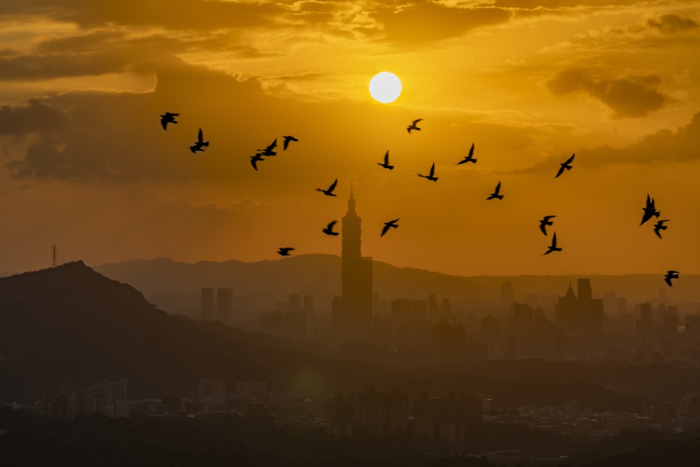 uccelli in volo durante il tramonto