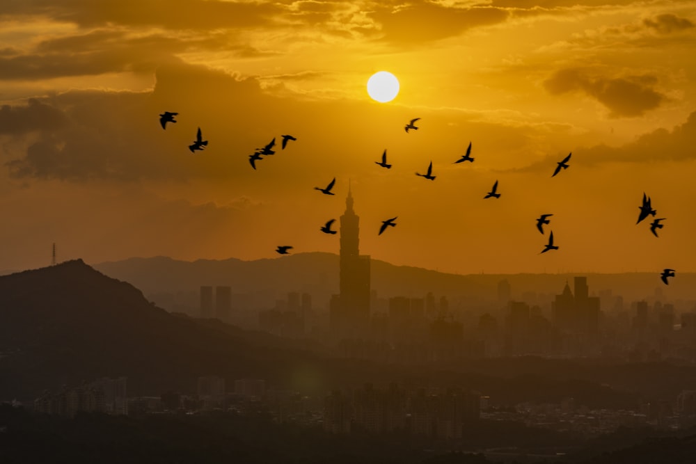 pássaros voadores durante o pôr do sol