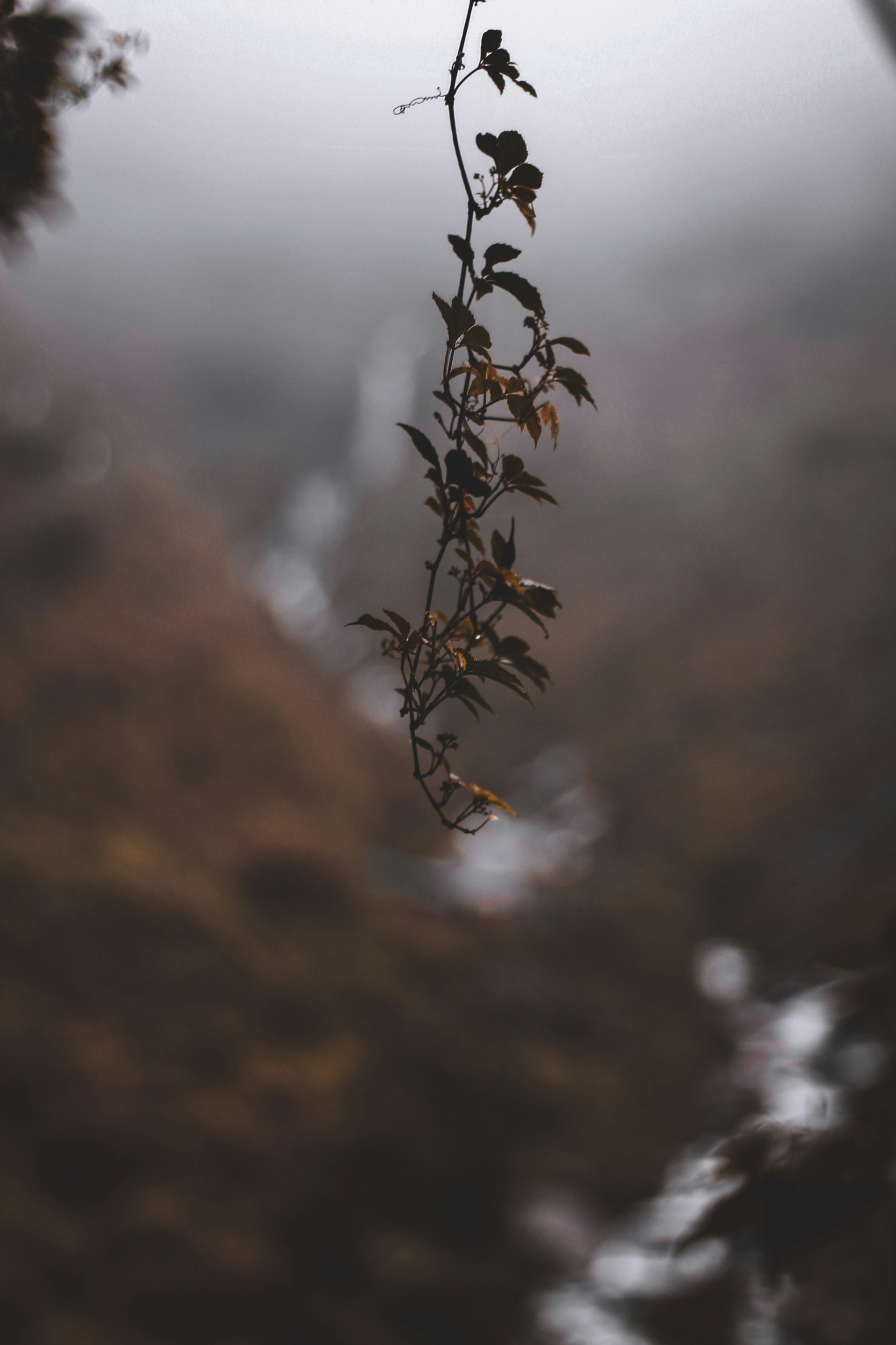 selective focus photo of green leaves