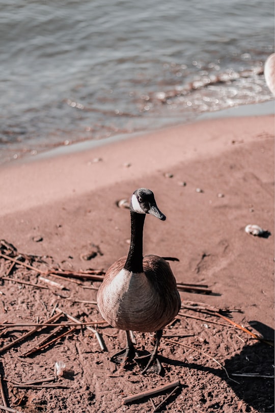 Canada goose on shore in Windsor Canada