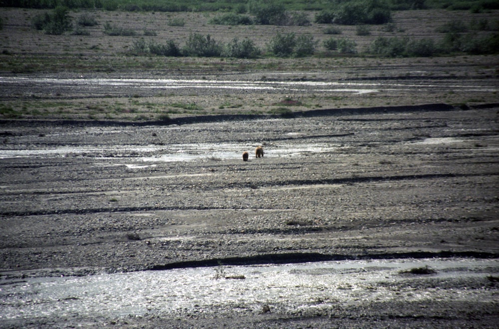 two person on landscape field