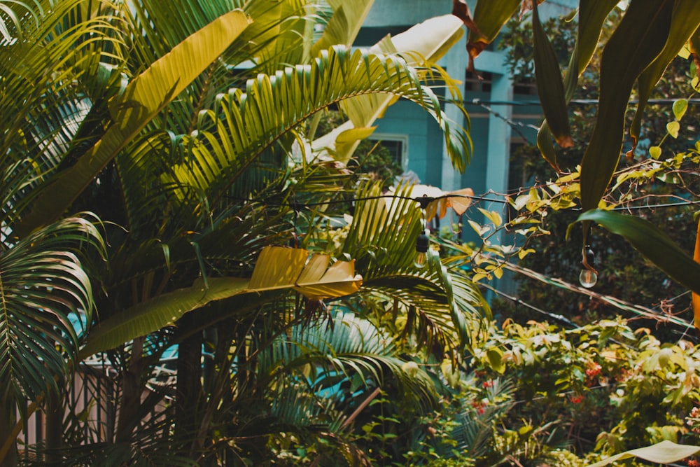 green-leafed plants