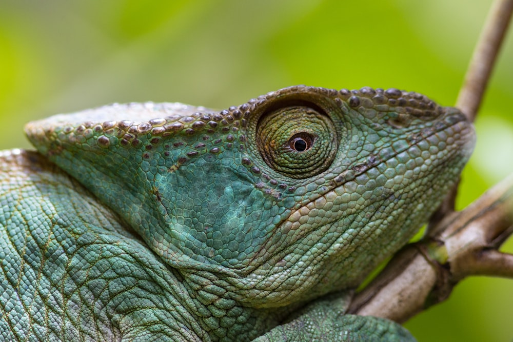 common chameleon