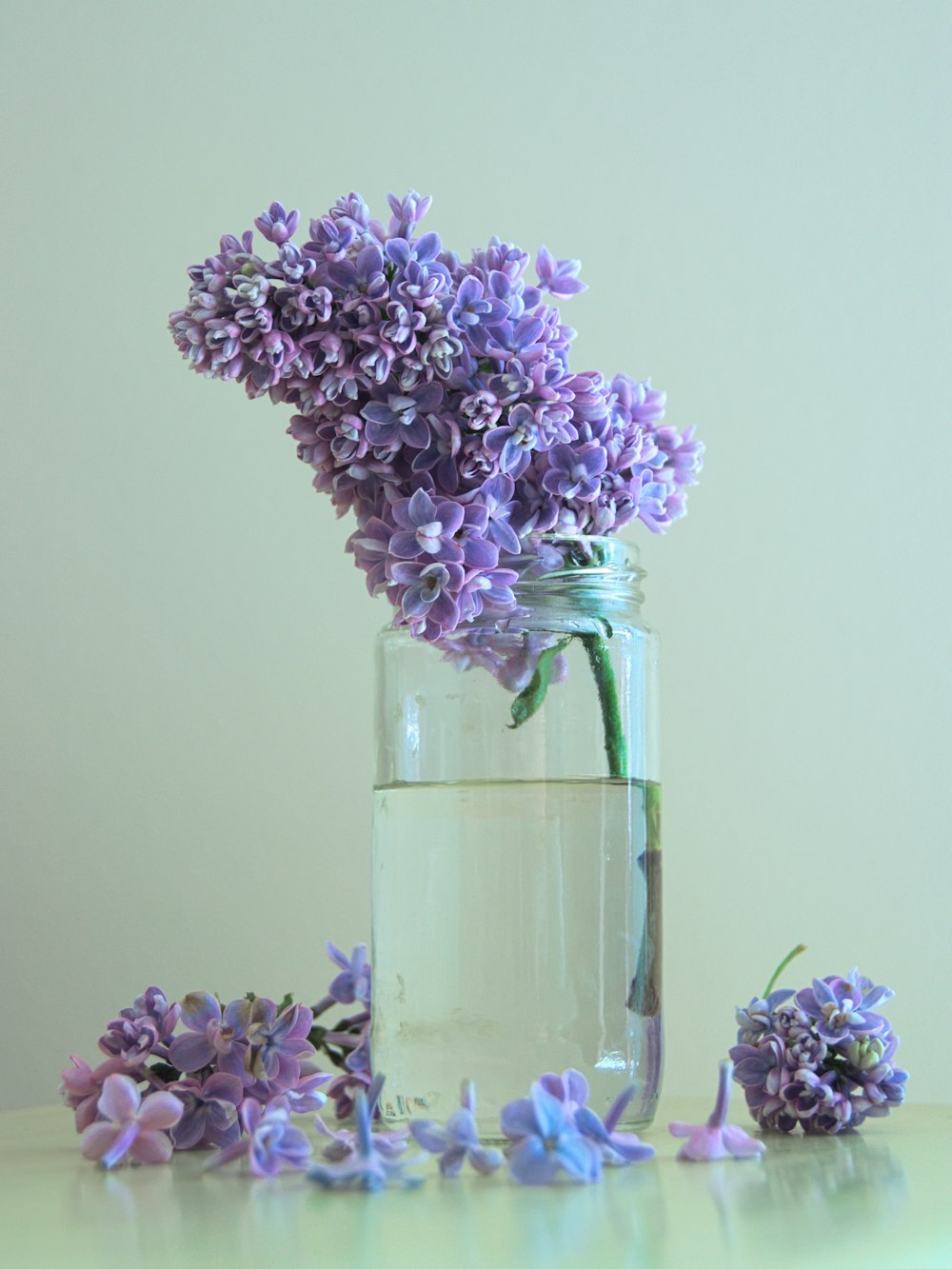 purple petaled flowers