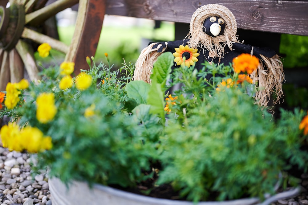 yellow petaled flowers