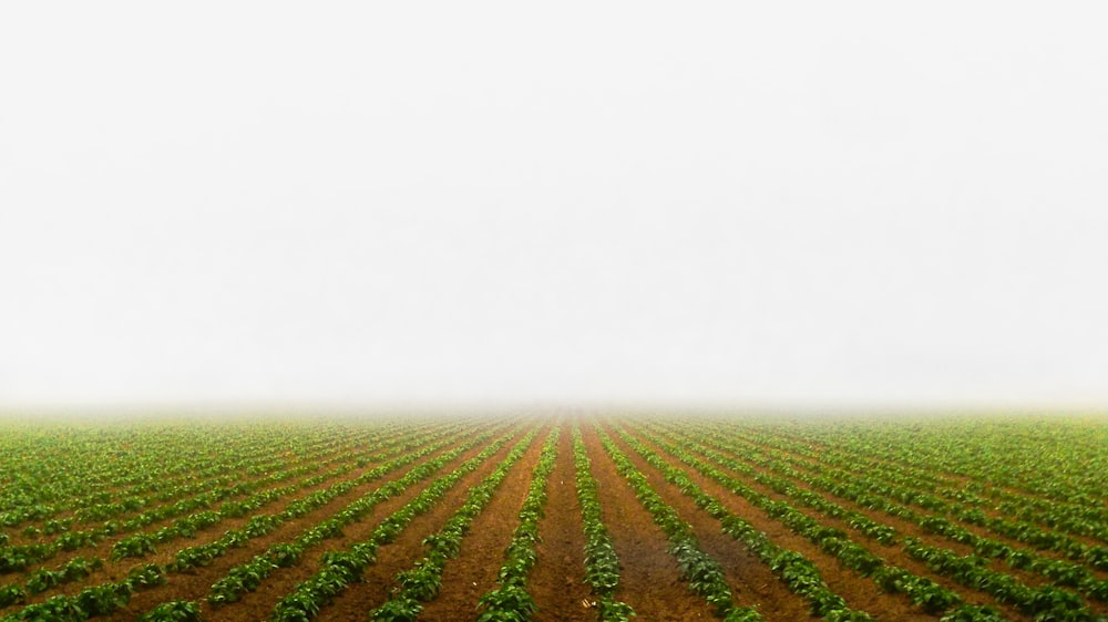 Fotografía del campo de plantas de hojas verdes durante el día