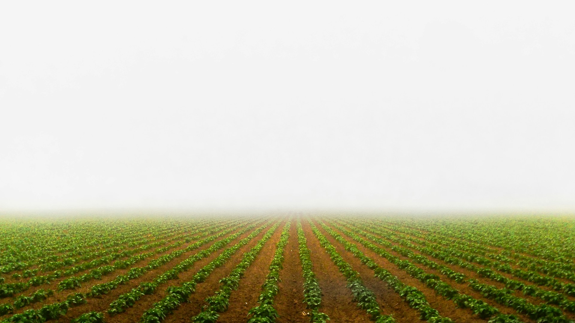 photography of green-leafed plants field during daytime