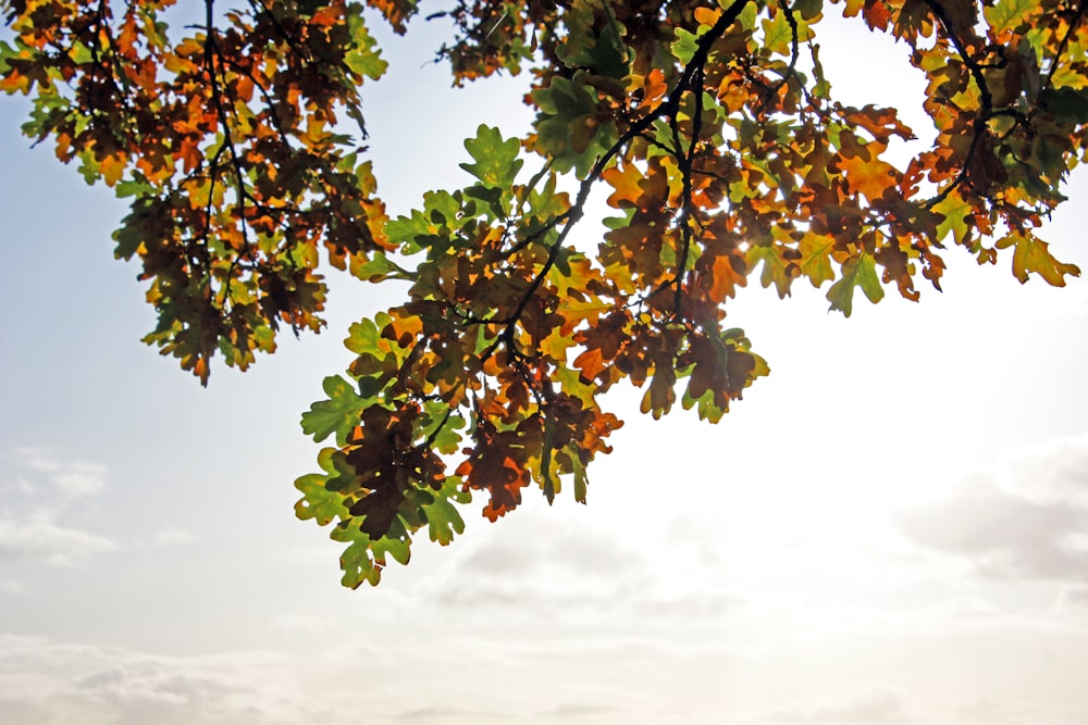 green-leafed tree