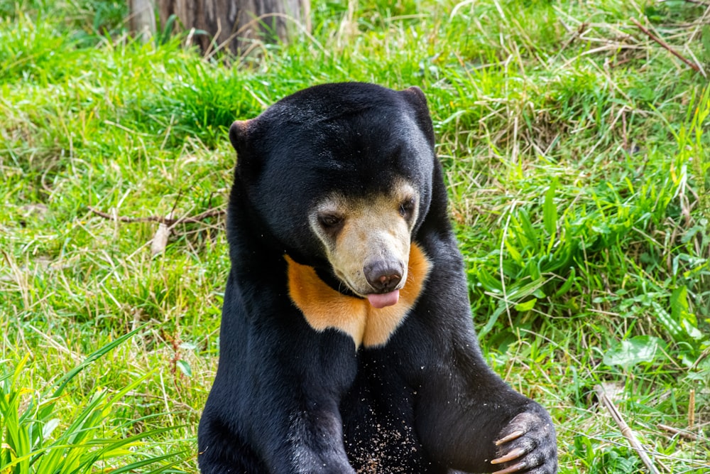 Schwarzbär