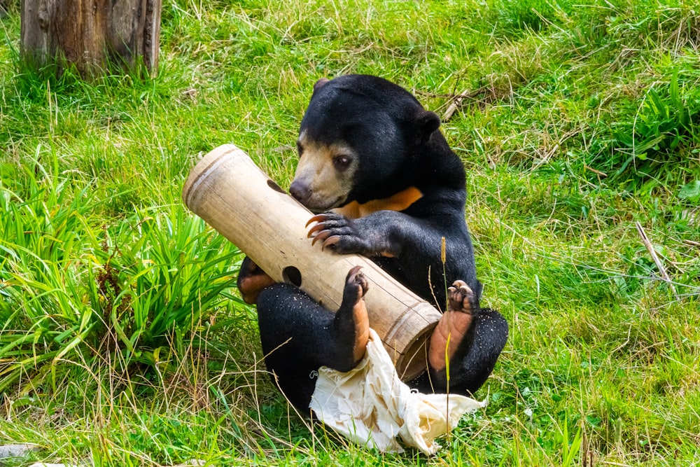 brown and black bear