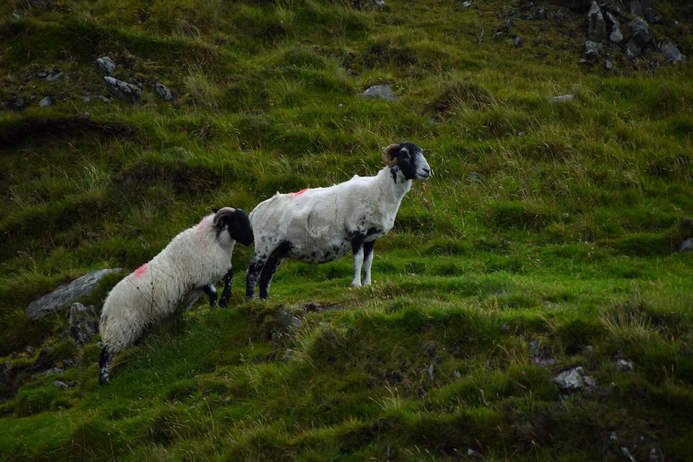 wildlife photography of two white goats during daytime