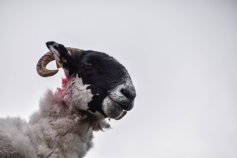 white and black goat