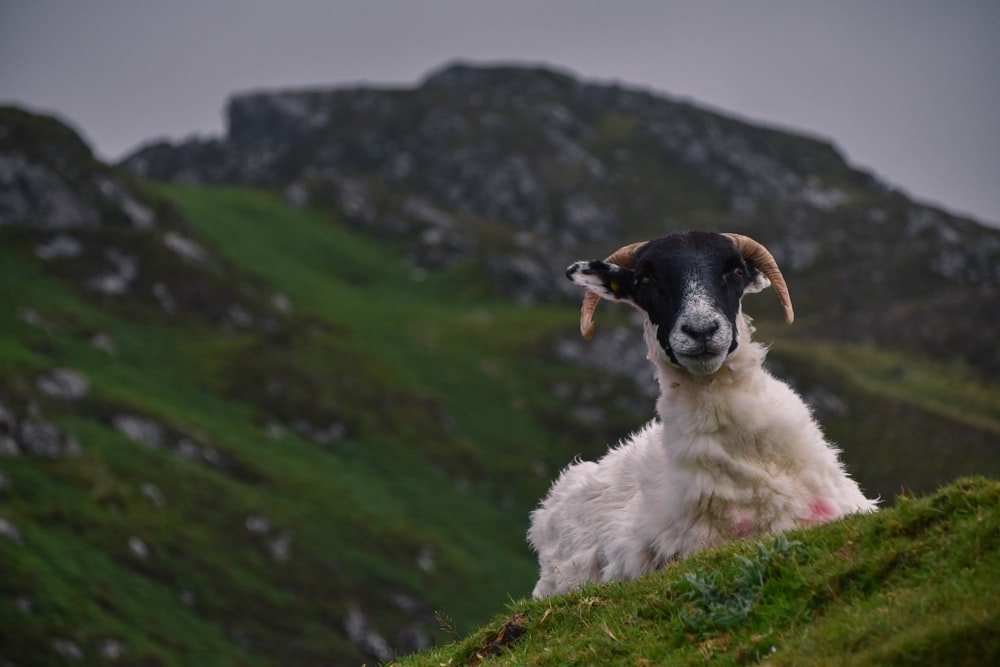 white and black goat