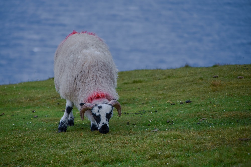 white sheep