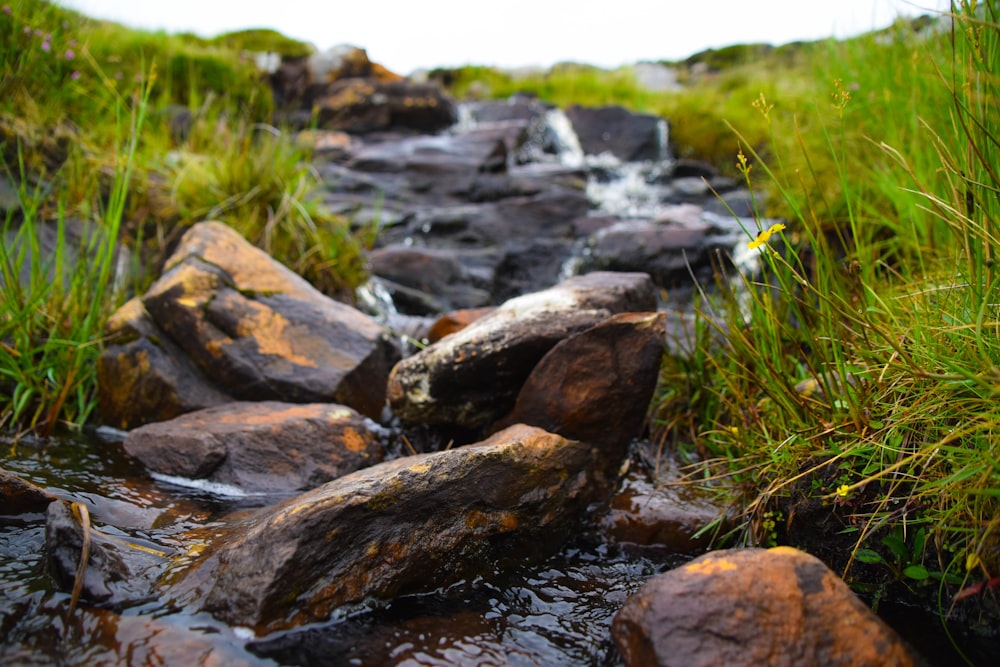 close-up photography of river during daytime