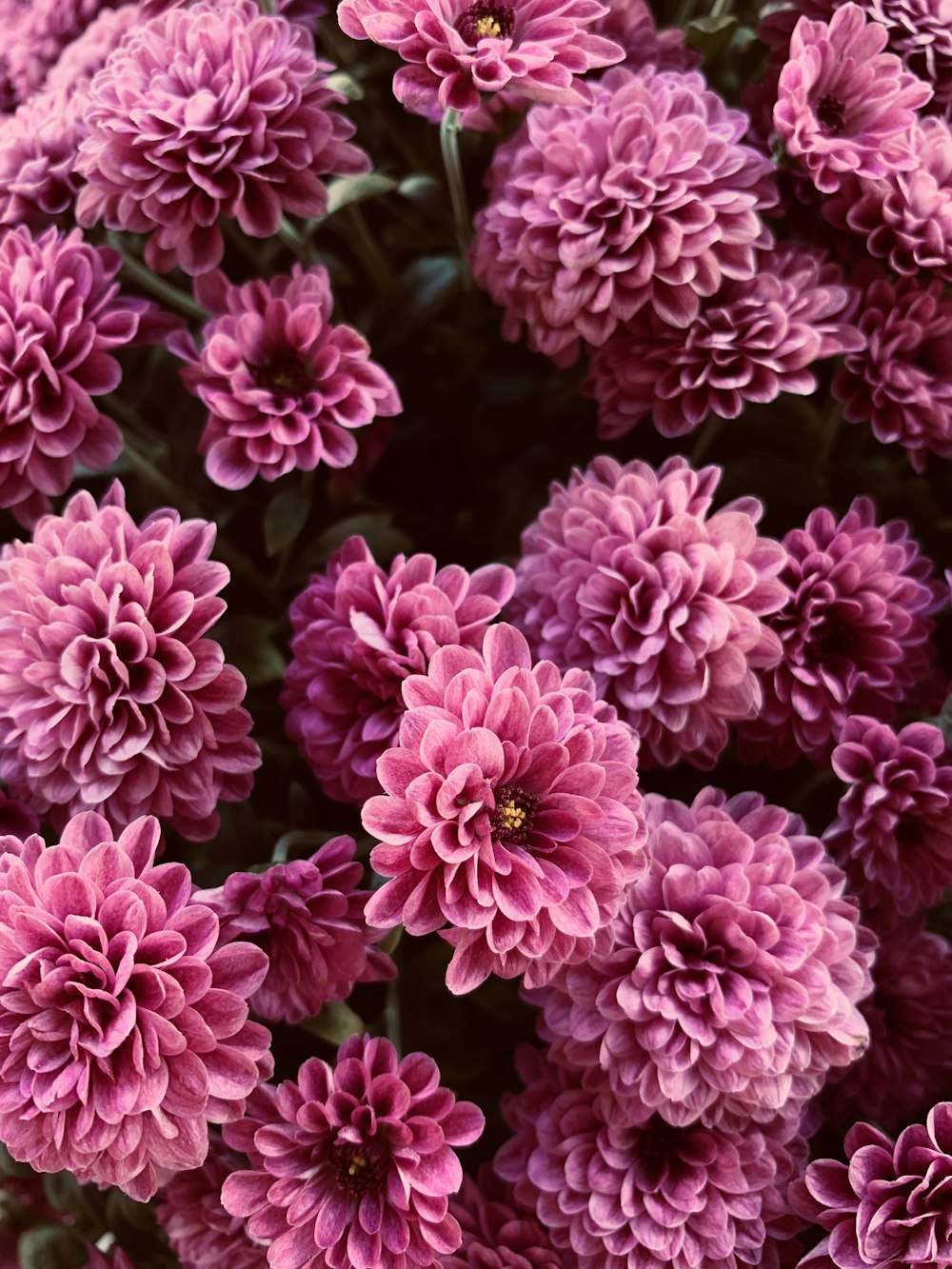 purple petaled flowers