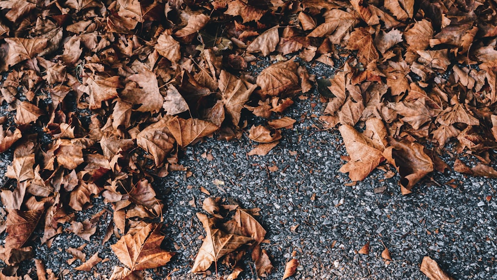 brown dried leaves