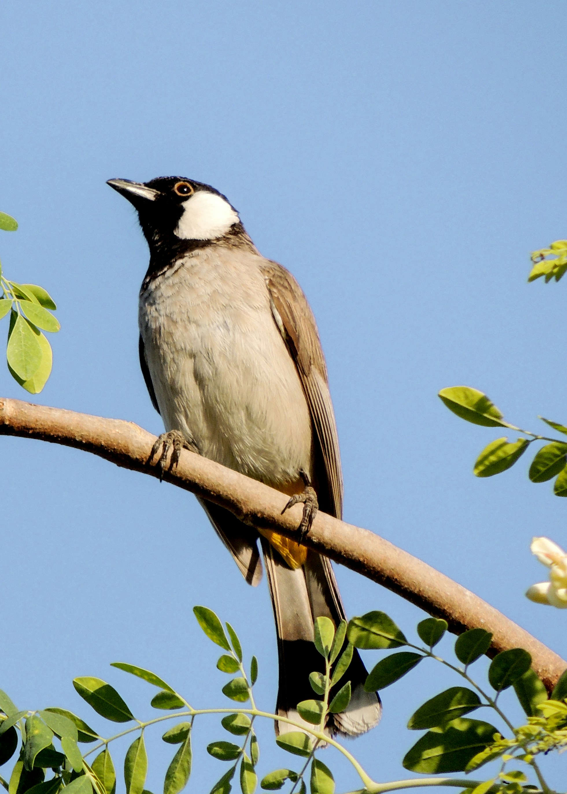 Photo by qurratulayin